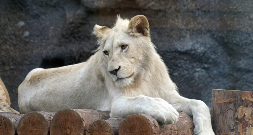 Белый лев Оскар празднует 17-летие в зоопарке Удмуртии