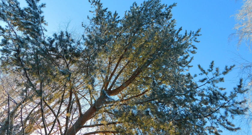 Потепление и снегопады придут в Удмуртию с 27 января