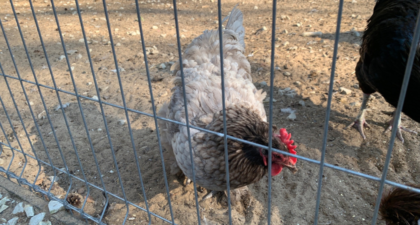 Птицефабрика в Удмуртии увеличит производство яиц на 20 миллионов штук в год