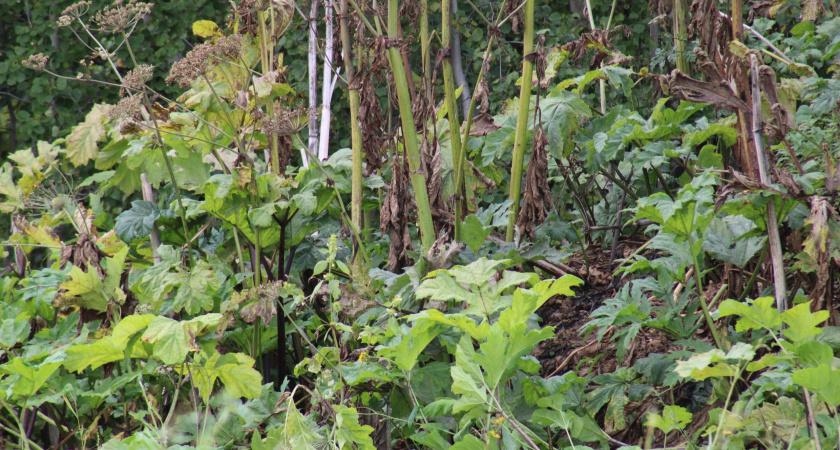 В Удмуртии утвердили перечень чужеродных растений для борьбы с ними