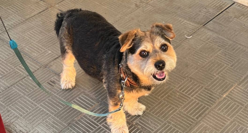 Приют для животных в Глазовском районе закрыли по решению суда