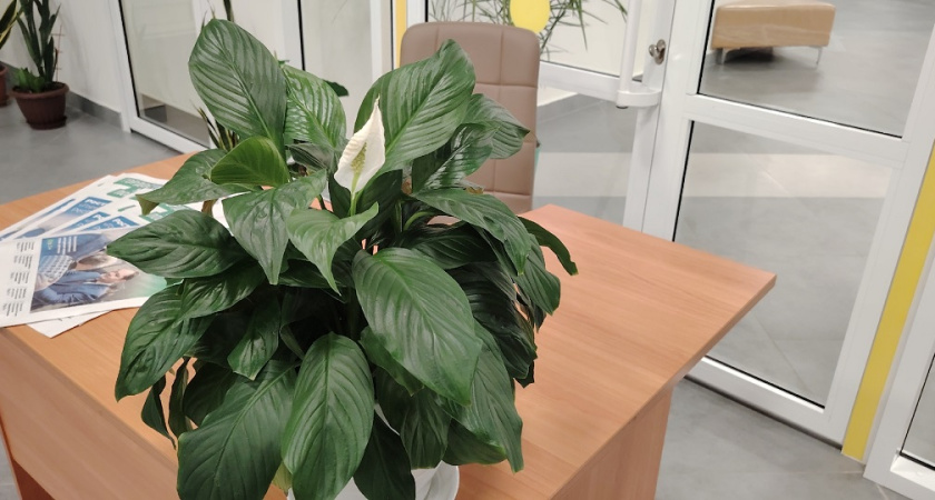 1 ложка под корень — и вялый спатифиллум оживает сразу: сочные листья без жухлых кончиков — нужна одна подкормка