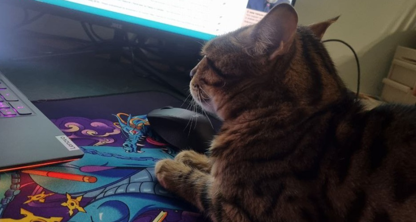 Не линяют, не пахнут и не болеют: дарят ласку и уют - 4 лучшие породы кошек