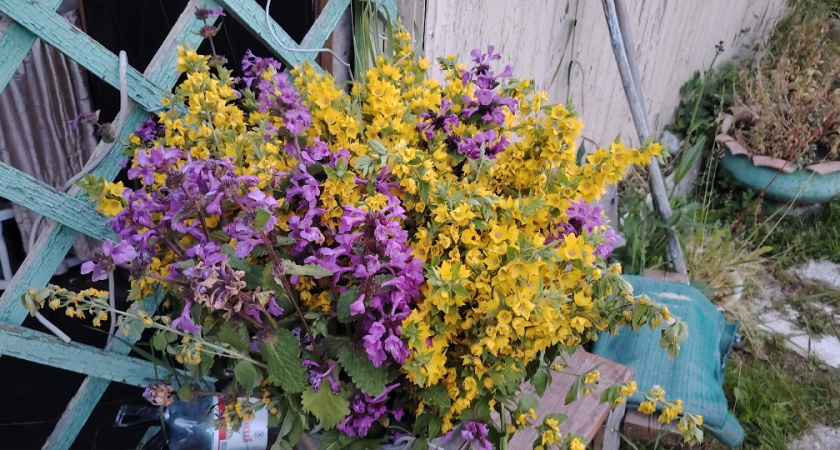 Вместо надоевшей петунии — обязательно: посадите этот многолетник — цветы пышные, аромат на всю округу