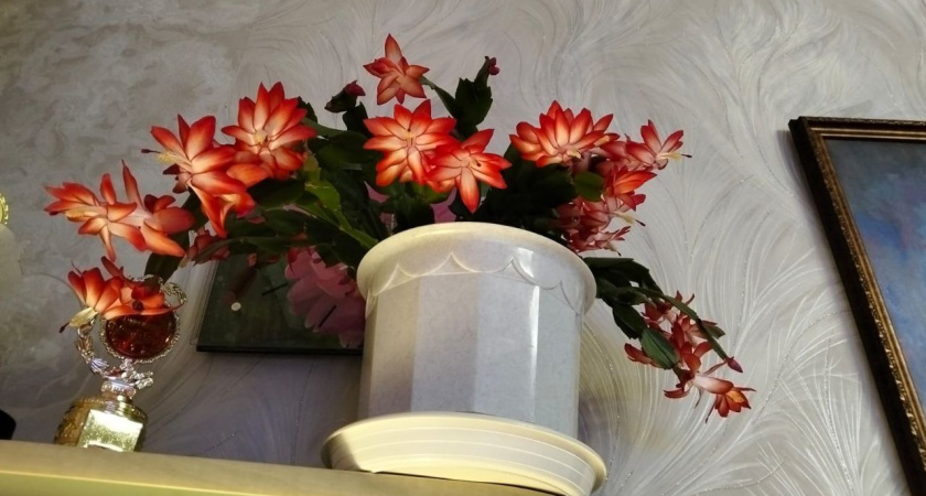 Легко и быстро: три рабочих способа размножить декабриста в любое время года