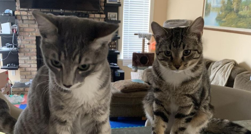 Этот неочевидный предмет крайне важен для кошек, а мы и не знали - проверьте, есть ли у вашей кошки