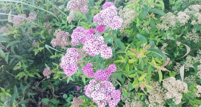 Сад для ленивых: 9 многолетников-подушек, которые цветут пышными шарами весь сезон и никаких заморочек - растут сами