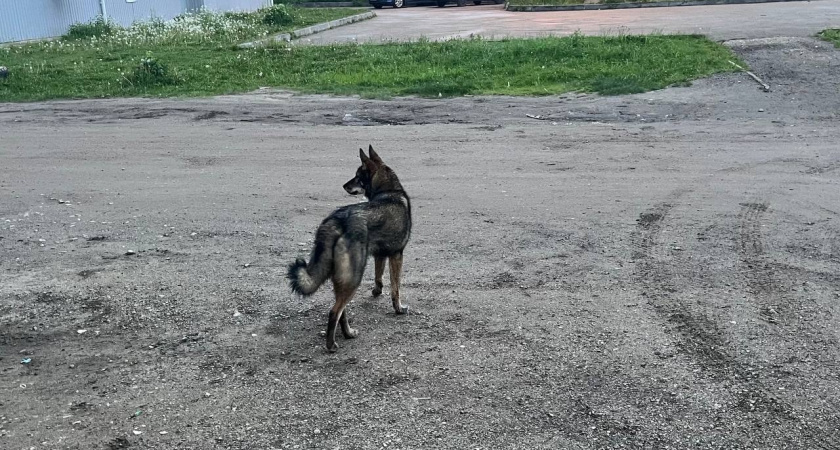 В Удмуртии выросло число пострадавших от укусов животных