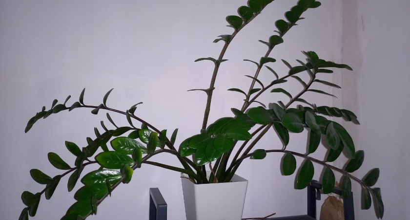 Ставлю ветку замиокулькаса в "жемчуг" – и спустя месяц весь стебель в клубнях – приживаемость стопроцентная