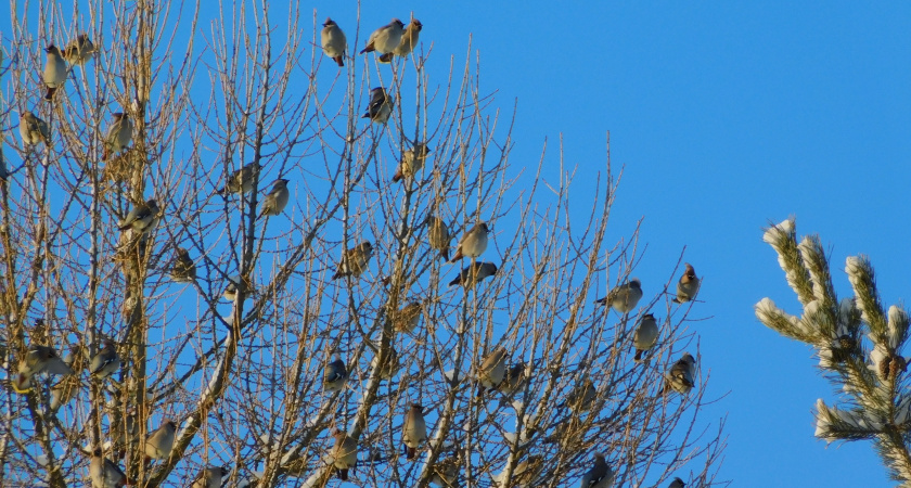 Синоптики предупредили об усилении морозов в Удмуртии