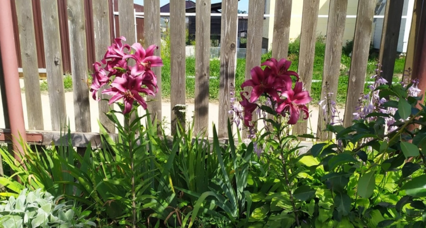 Замените петунии и бархатцы на этот цветок: этот многолетник — будет восхищать до поздней осени