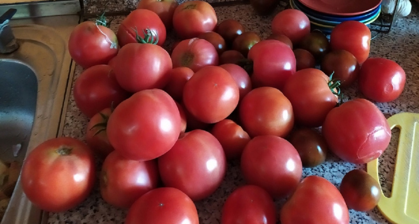 Черри-гигант по урожайности: сладкие плоды висят гроздьями до холодного октября