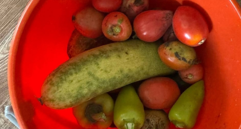 Первые плоды через 35 дней: эти сорта кабачков превращают грядку рог изобилия урожая