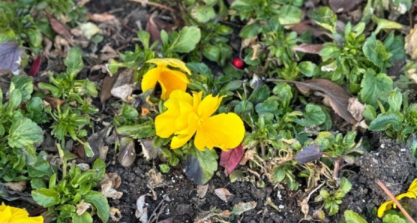 Огненный водопад в вашем саду: однолетник с цветами размером с блюдце - украсит сад до самых снегов