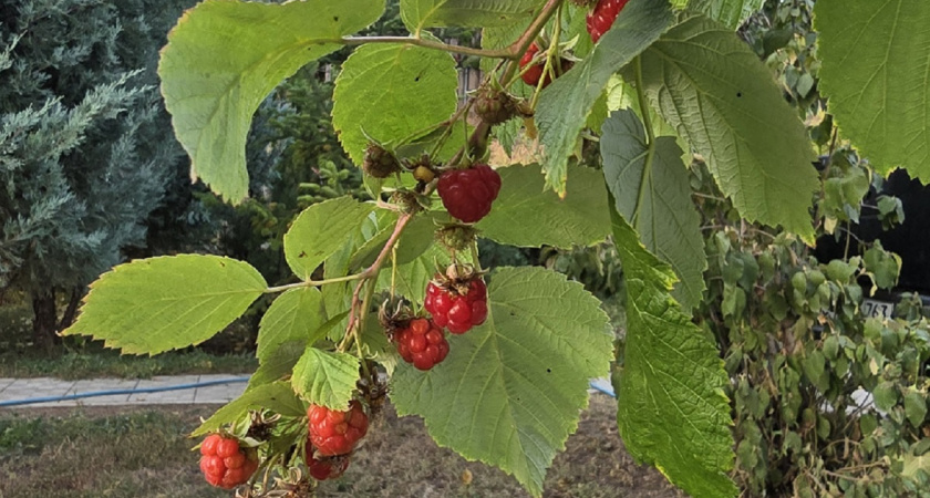 Обязательно подкармливаю малину после схода снега: урожай попрет ведрами