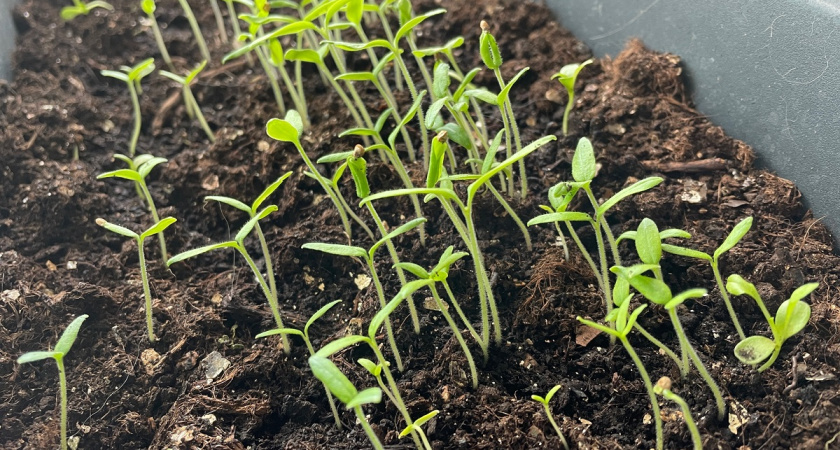 Хитрость ровной и сильной рассады: расставляю её не на подоконнике, а в этих местах