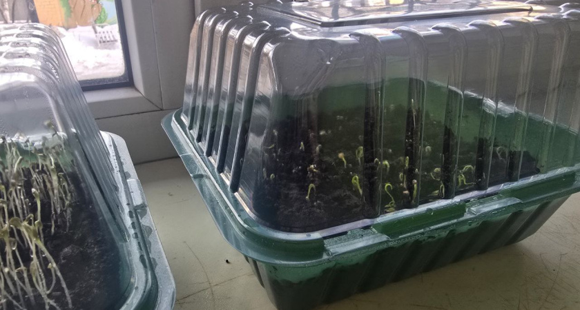 Крошу 1 таблетку в воду и поливаю — любая рассада прёт щёткой: вытянутые сеянцы в прошлом — без затрат на фитолампы