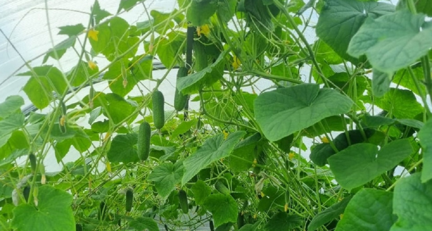 В открытый грунт сажаю только 1 сорт: штампует огурцы как ошалелый даже в холода - с куста 15 кг