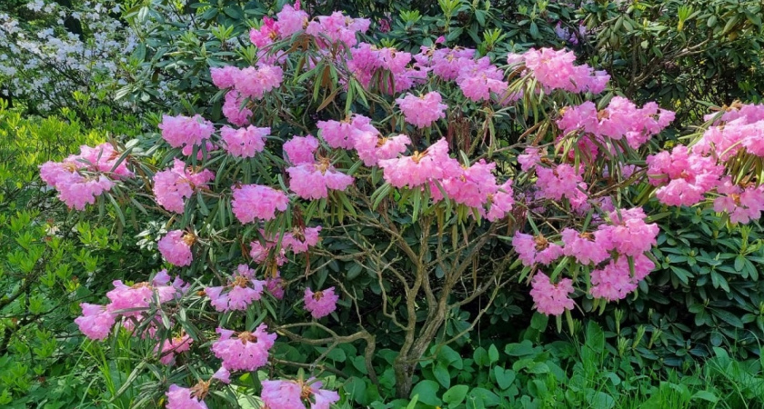 Даже листьев не видно: великолепный многолетник заполнит весь сад пышными алыми шапками - цветет до октября без устали