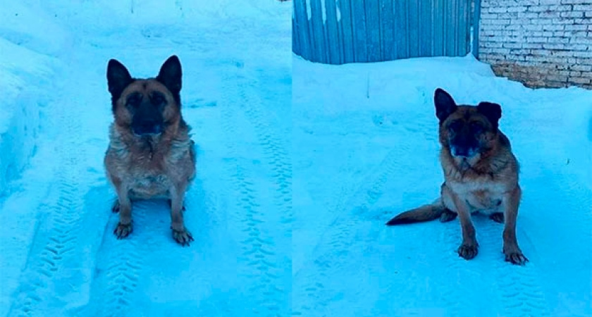 Служебные овчарки из Глазова нашли новый дом