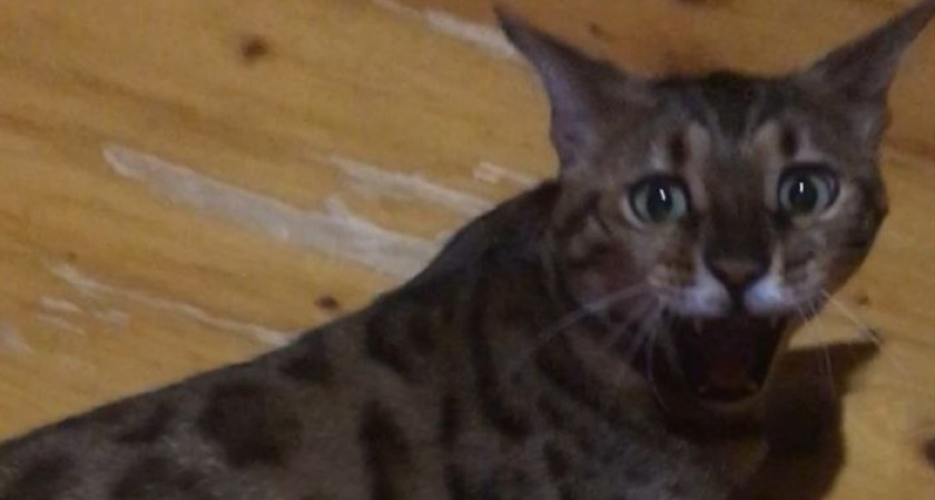 Стресс у питомцев: 5 тревожных сигналов и что делать, чтобы помочь