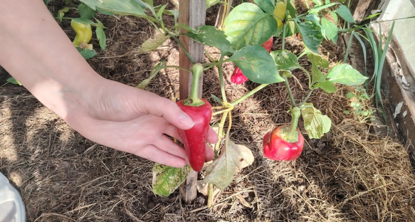Научили сажать перец на рассаду: за перцами аж листьев не видно - 3 хитрости урожайности