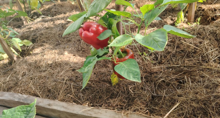 Рассада болгарского перца в 2026 году: когда и как сажать, как выбрать и подготовить семена - что важно знать