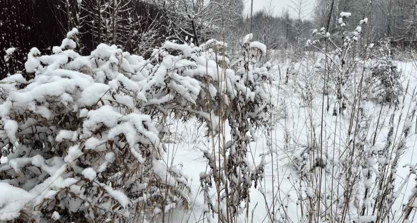 Прогноз погоды в Удмуртии на 16 февраля: снег и тепло до -3 градусов 