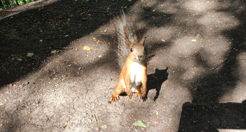 В парке Горького в Глазове поселили белок