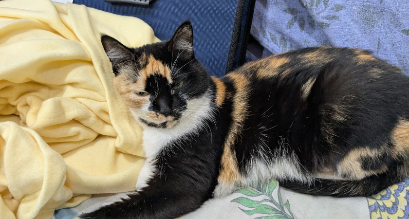 В Удмуртии запустили программу ветеринарного туризма