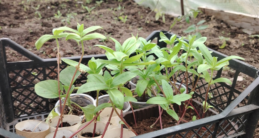 Эта простая ошибка при рассаде помидор, может оставить без урожая - простой трюк спасет положение