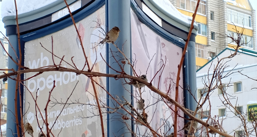 Снег с дождём и гололёд: какая погода ждёт Удмуртию 19 февраля