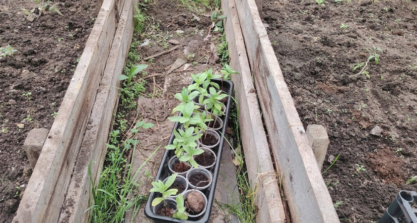 Сую два семечка в стакан: получаю крепкую рассаду томатов без пикировки и подкормок, только вода и свет