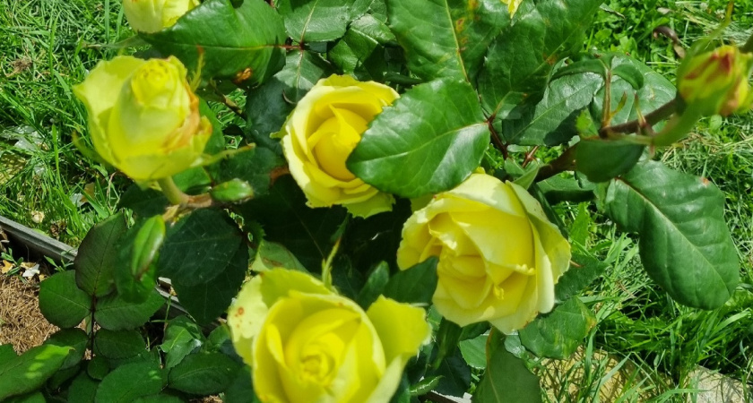 Как королевский сад в Лондоне: 7 прекрасных парковых роз – преобразят участок на несколько лет