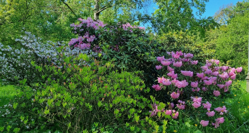 Этот шикарный многолетник цветет яркими шаровидными кустиками: без подкормок и прочих заморочек