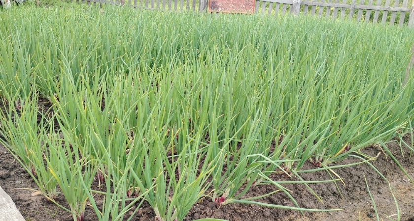 Дачники хватают только эти сорта: лук растёт с кулак даже там, где лето не наступает