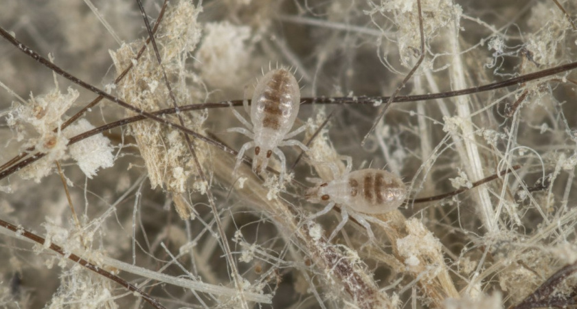 Как избавиться от пылевых клещей в доме: простой способ с неоценимой пользой