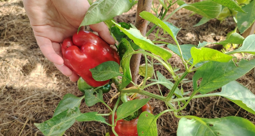 Старушка из соседней деревни раскрыла секрет гигантских перцев: всего одна щепотка в лунку — и результат удивит
