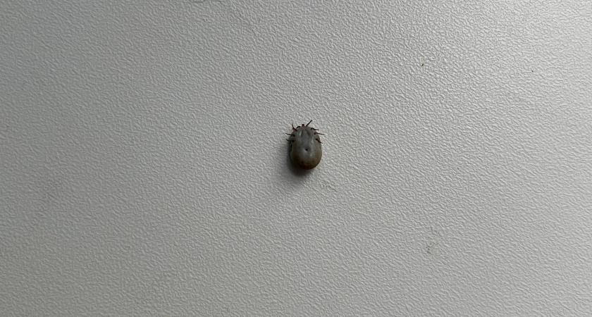 Стало известно, когда начнется сезон клещей в Удмуртии в 2026 году и сколько стоят прививки в поликлиниках