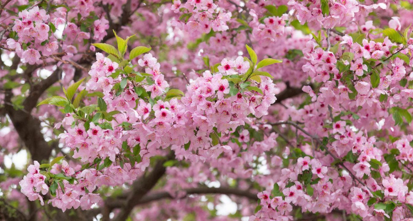 Обрезать ли вишню и сливу в начале дачного сезона — агрономы дали четкий ответ