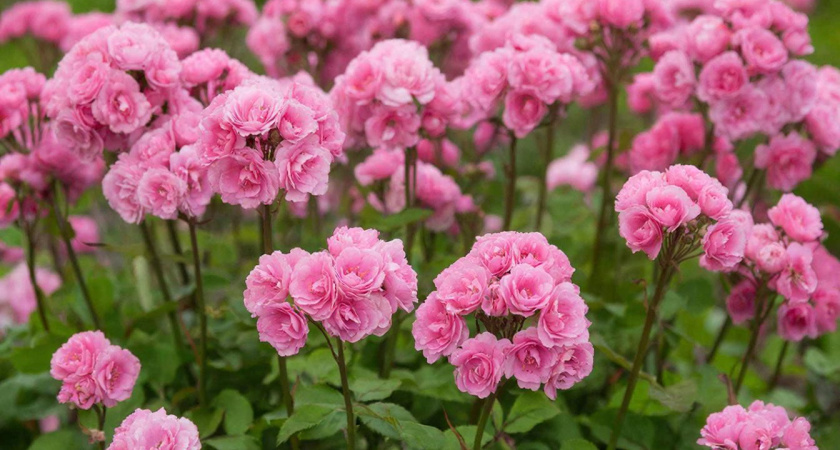 Цветущий сад без хлопот: 10 многолетников для непрерывного цветения - превратят сад в райский уголок