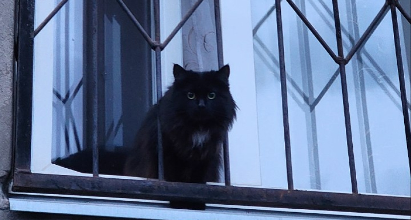 Вспышка бешенства в Удмуртии: где бесплатно привить питомца 27 и 28 февраля