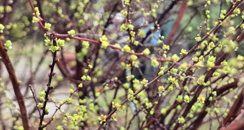 Весна нагрянет неожиданно: синоптики назвали даты прихода весны в 2026 году — готовьтесь к сюрпризам