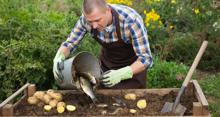 Дачникам врут про пользу навоза, банановой кожуры и рыбьих голов: травите свой сад и не знаете