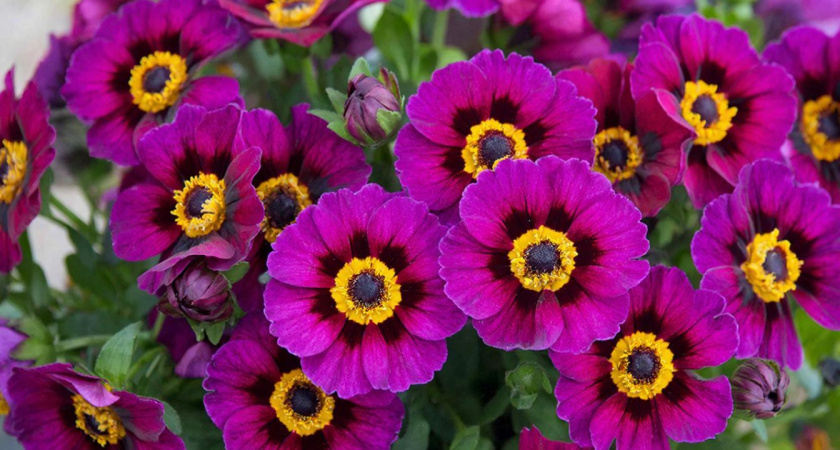 13 многолетних растений, которые украсят сад и способны цвести все лето и кусочек осени