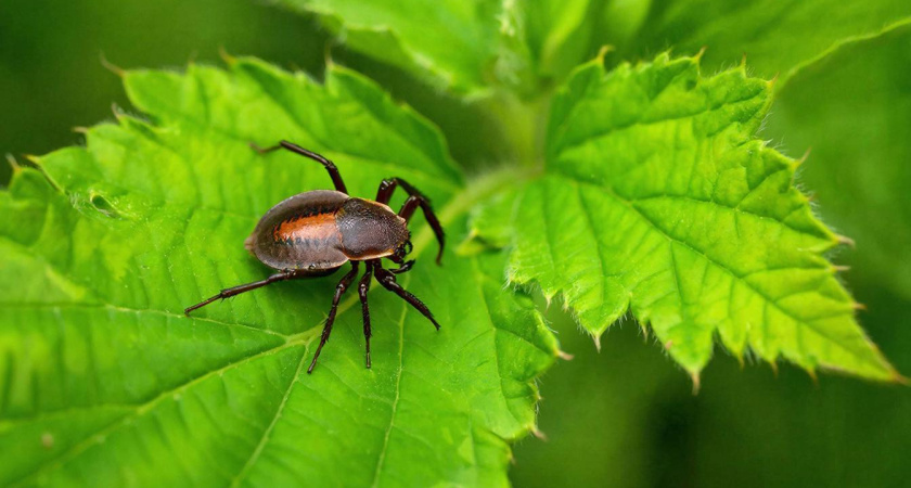 «7 запахов, которые клещи ненавидят»: сосед по даче научил избавляться от этих вредных кровососов