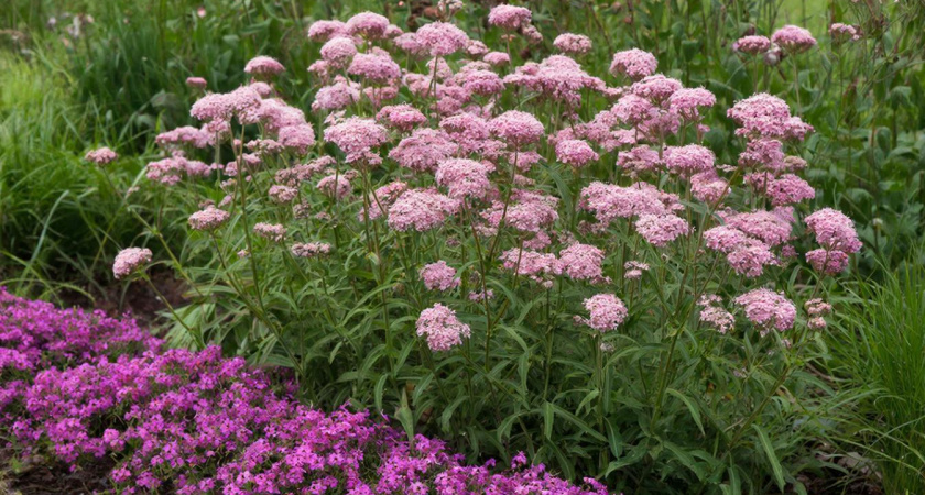 Красивый сад все лето: 10 самых "долгоиграющих" многолетних цветов