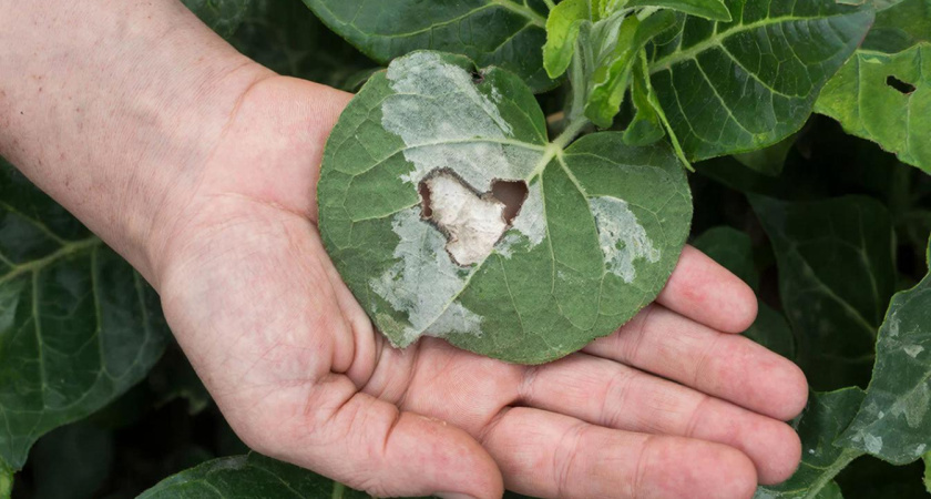 Беру 1 ложку - и тля убежит с огорода навсегда. Единственный рабочий способ