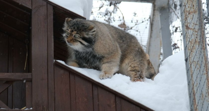 Животные зоопарка в Удмуртии пока не почувствовали наступление весны