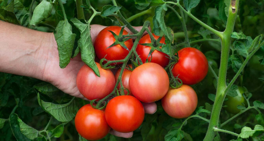 Пятый год подряд сажаю исключительно этот помидор: с 1 куста собираю ведро